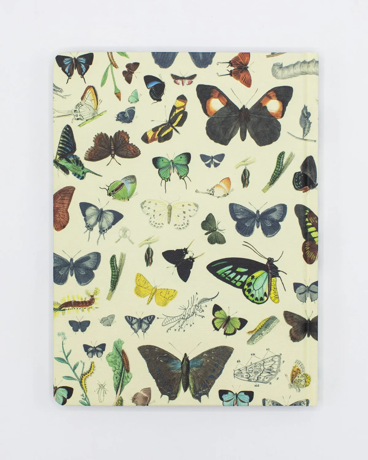 Butterflies Hardcover Lined/Grid Notebook